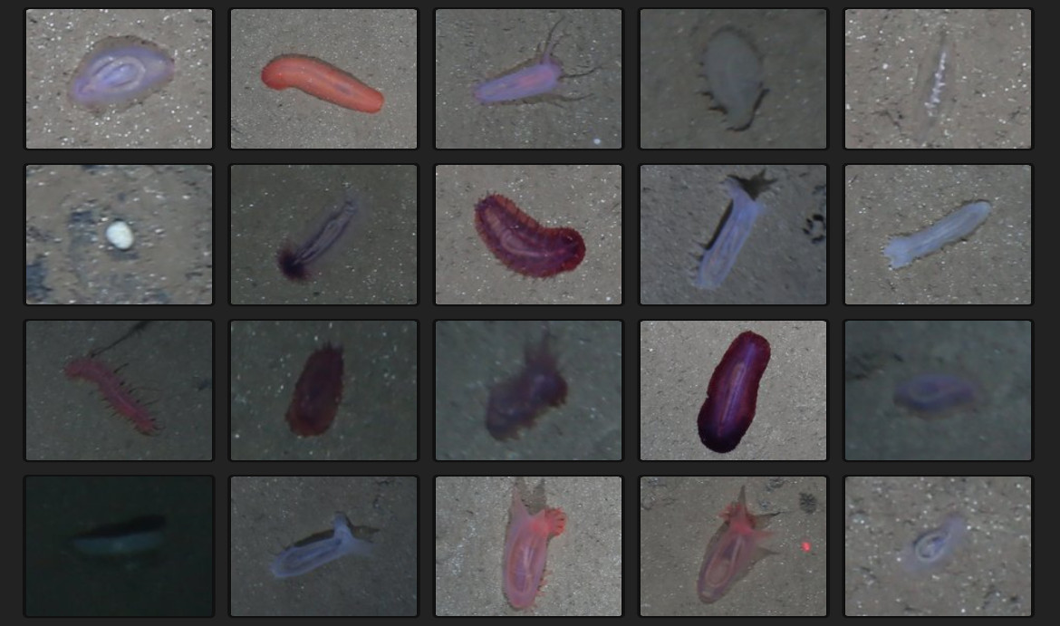 Label review grid overview